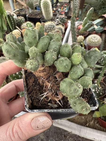 Tephrocactus atroviridis