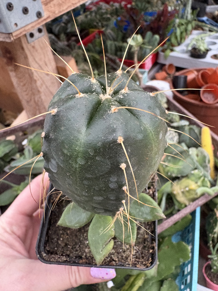 Echinocereus knippelianus v.rayesii