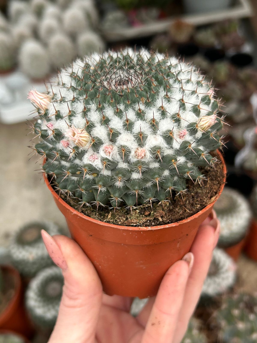 Mammillaria chionocephala | Cactuses \ Mammillaria Maxi blooming Dla ...