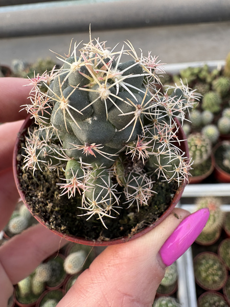 Coryphantha andreae