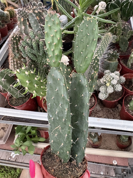 Opuntia tomentosa (Woollyjoint Prickly Pear)