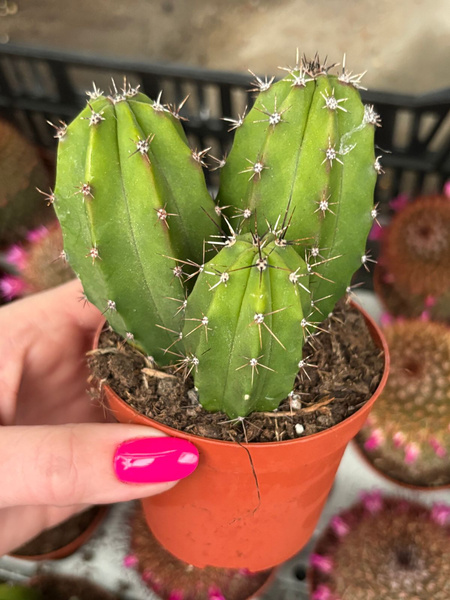 Polaskia chichipe GRUPA