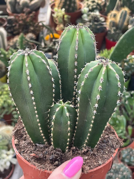 Marginatocereus marginatus GRUPA