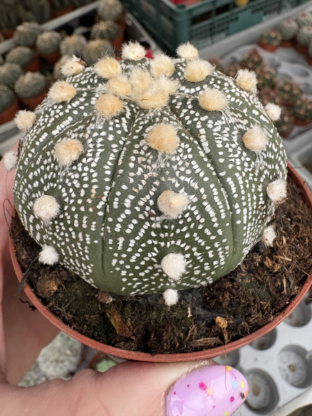 Astrophytum asterias 'Ooibo Nuda'  kaktus piaskowy - kaktus jeżowca - kaktus gwiaździsty - pejotl gwiaździsty