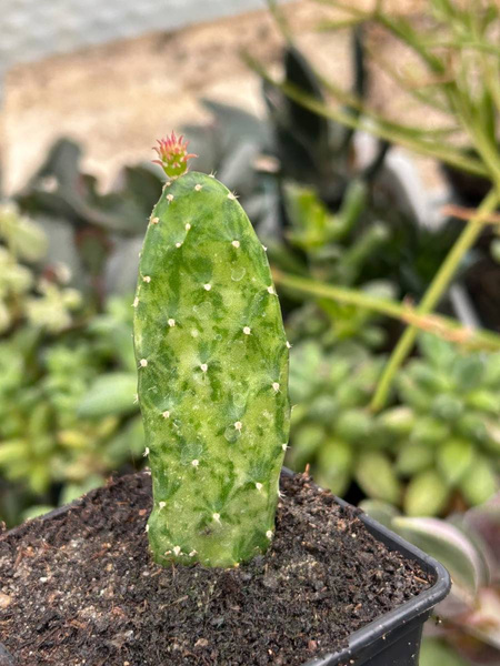 Opuntia cochenillifera 'Variegata'