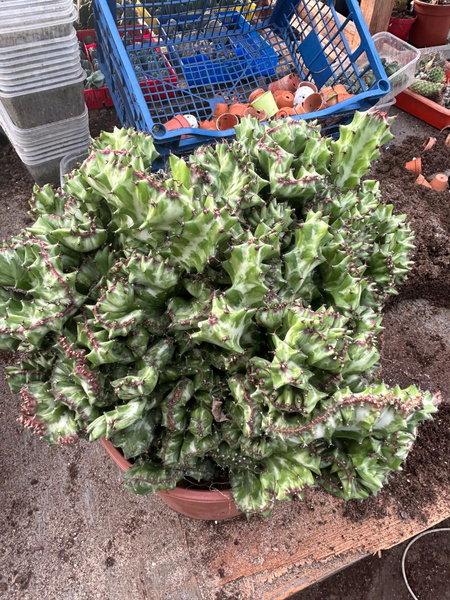 Euphorbia lactea 'Cristata'