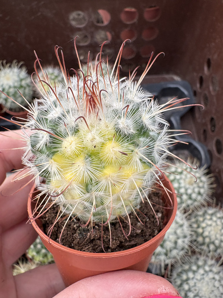 Mammillaria bombycina 'Albispina Variegata'
