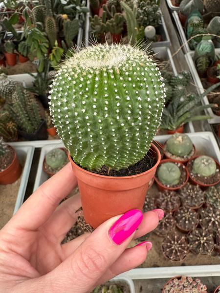 Echinocactus leninghausii 'Inermis'