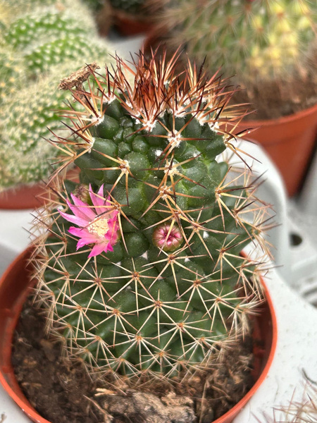 Mammillaria backebergiana subsp. ernestii 'Monstruosa'