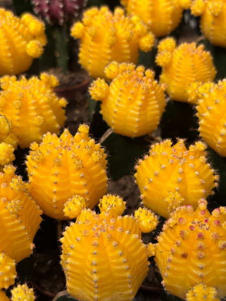 Gymnocalycium mihanovichii 'Hibotan Yellow'