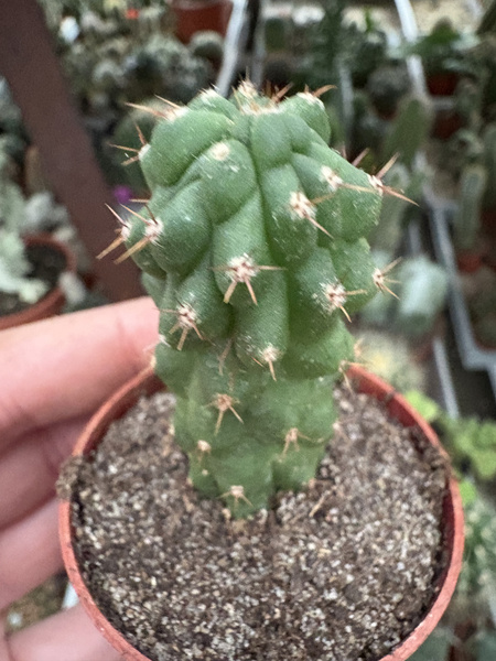 Trichocereus pachanoi 'Monstruosa'