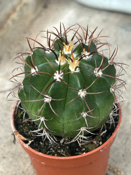 Melocactus matanzanus