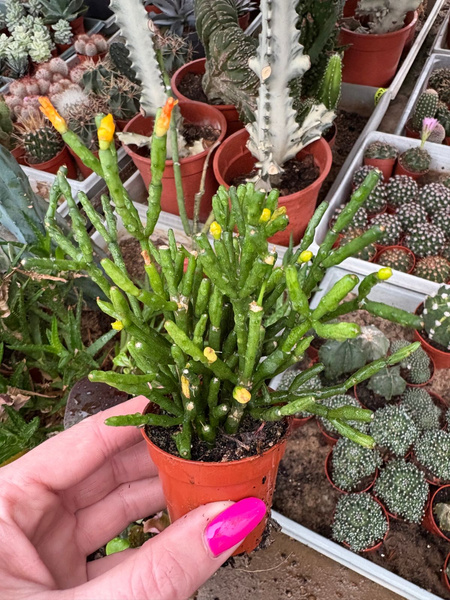 Hatiora salicornioides