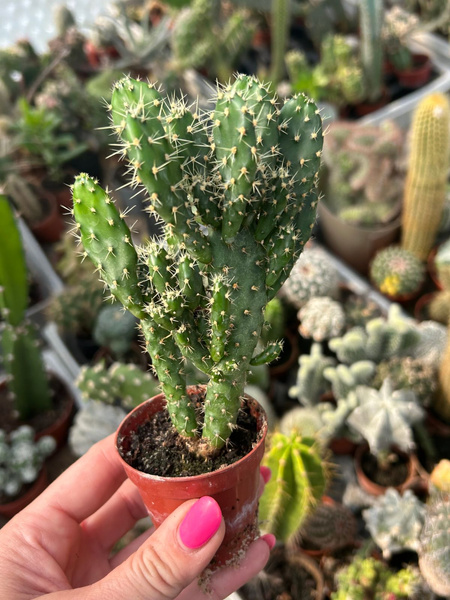 Opuntia gomei 'Monstruosa'