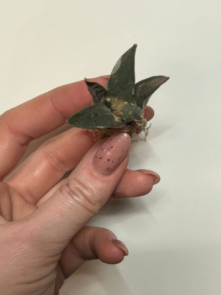 Ariocarpus retusus SIEWKA