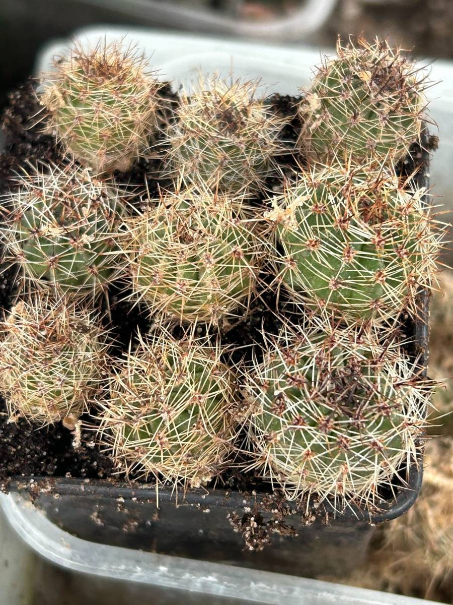 Lobivia aurea var. shaferi | Cactuses \ Lobivia Mini | Kaktusy