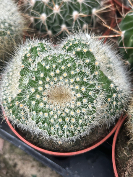 Parodia chrysacanthion 'Polygona'