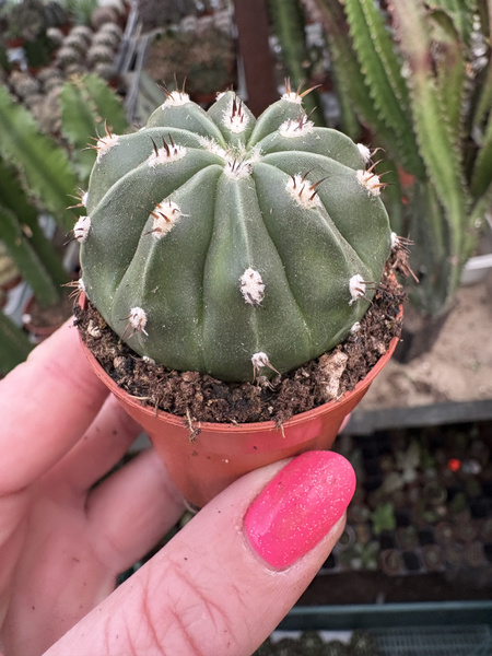 Melocactus maxonii 'Inermis'