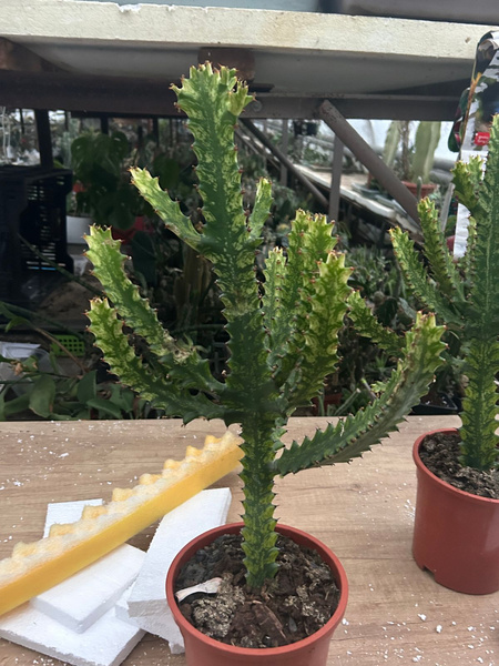 Euphorbia mayurnathanii 'Variegata'