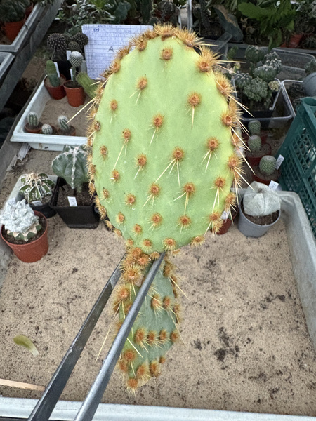 Opuntia engelmannii var. aciculata