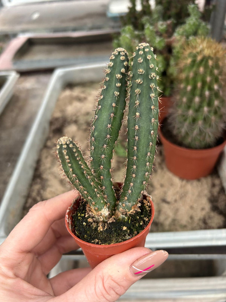 Eriocereus jusbertii 'Monstruosa'