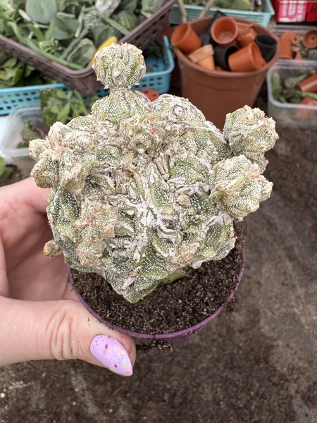Astrophytum myriostigma 'Fukuryu'