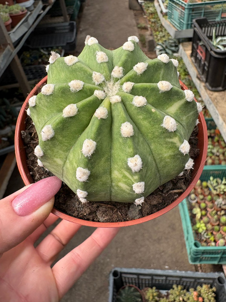 Echinopsis subdenudata 'Variegata'
