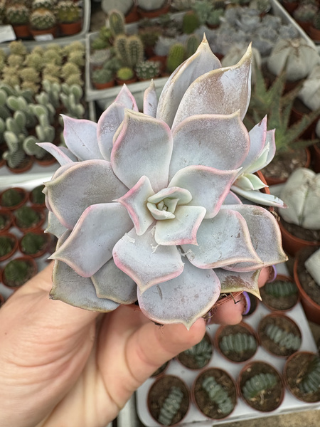 Echeveria lilacina 'Dichotoma'
