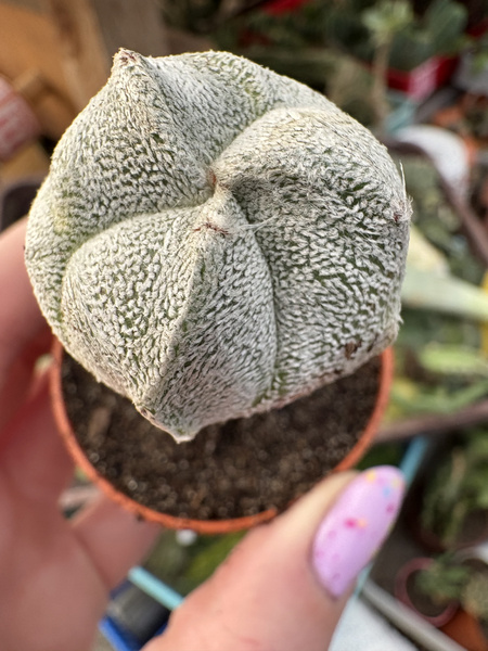 Astrophytum coahuilense 'Trigona Ball'