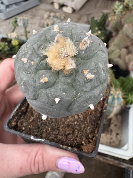 Lophophora alberto-vojtechii