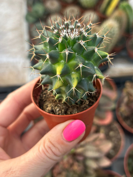 Mammillaria rhodantha 'Variegata'