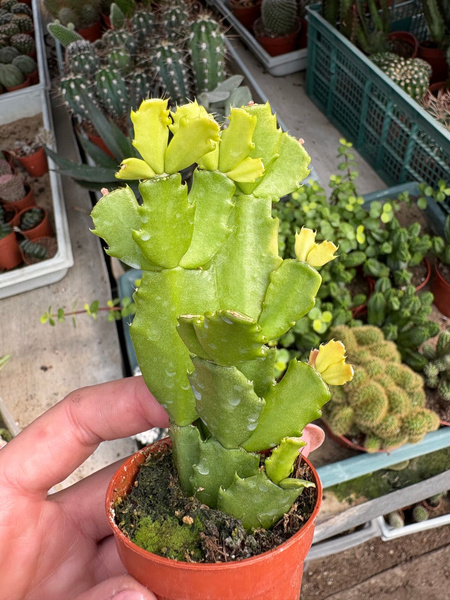 Schlumbergera truncata