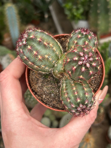 Echinocereus viridiflorus