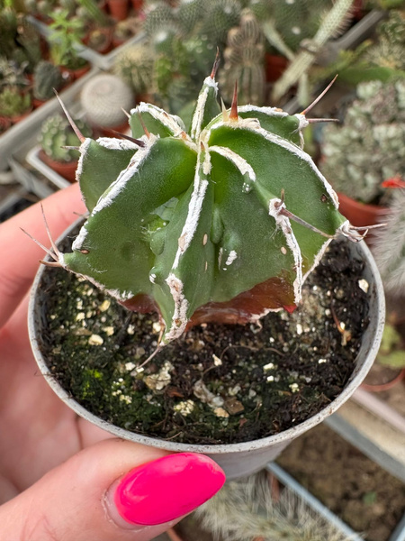 Astrophytum ornatum 'Dinosaur Fukuryu Hannya Nuda'  siewka