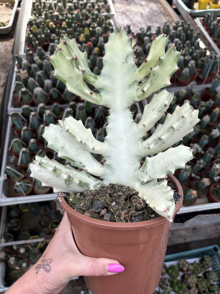 Euphorbia lactea 'White Ghost'