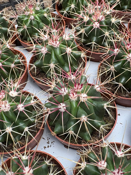 Ferocactus stainesii