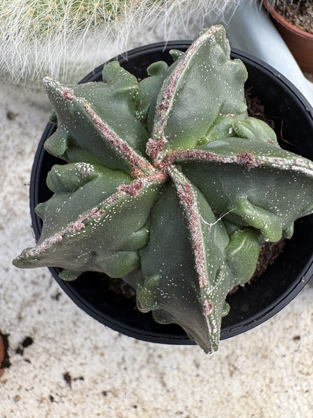 Astrophytum myriostigma 'Fukuryu'