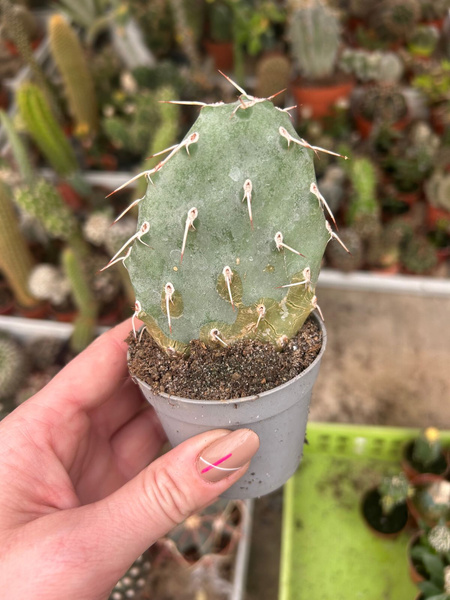 Opuntia sulphurea