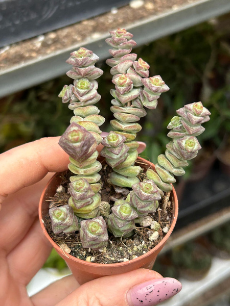 Crassula marnieriana 'Hottentot'