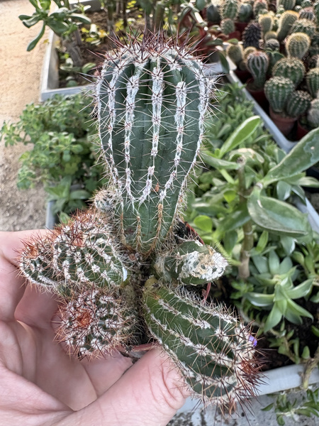 Echinopsis multiplex 'Haku Jo'