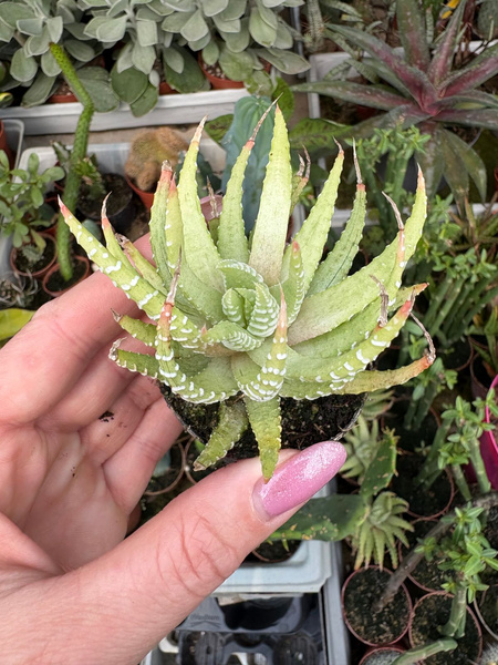 Haworthia fasciata 'Aurea Variegata'