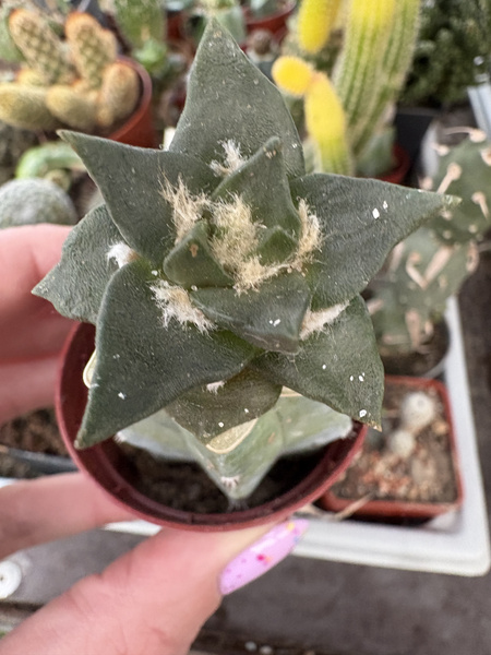 Ariocarpus trigonus v.elongatus