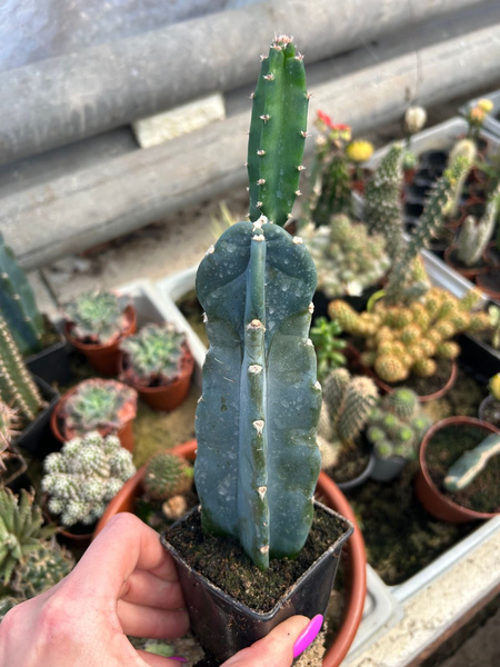 Cereus forbesii 'Inermis'