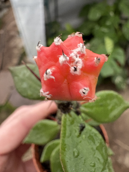 Astrophytum myriostigma 'Red'