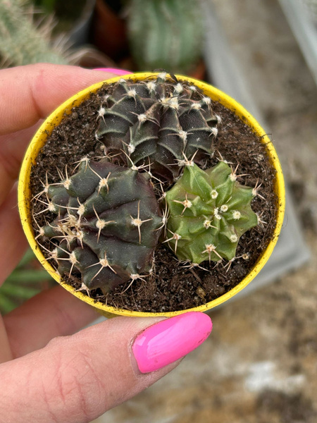 Gymnocalycium mihanovichii SPECJALNY KOLOR x3