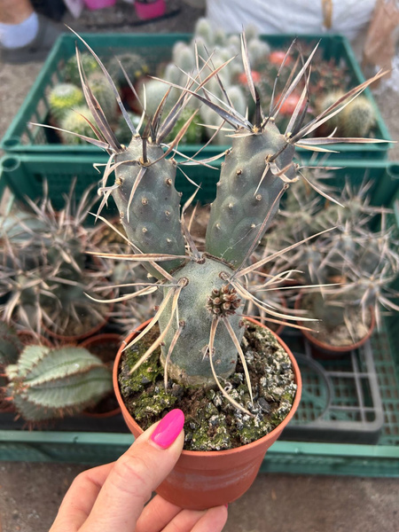 Tephrocactus aoracanthus var. paediophilus