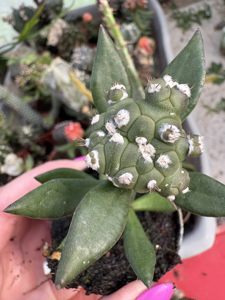 Astrophytum asterias 'Turtle Dichotoma'