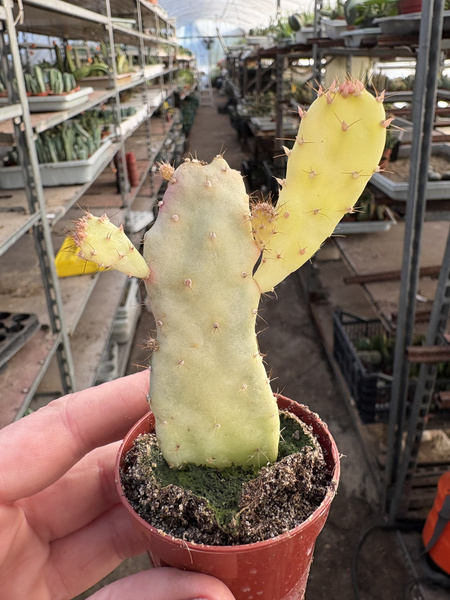 Opuntia monacantha 'Variegated Monstruosa' ALBA  Płaszcz Józefa - Opuncja Figowa Pstrokata