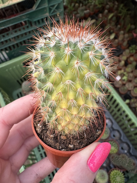 Mammillaria spinosissima 'Variegata'