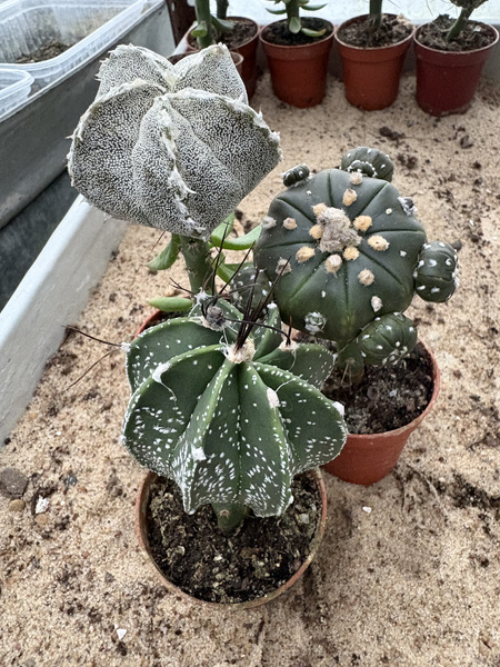 Zestaw 3 różnych Astrophytum asterias MUTANTY